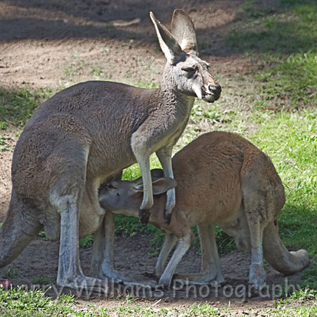 Red Kangaroos - _MG_2268