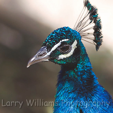 Peacock - _MG_2236