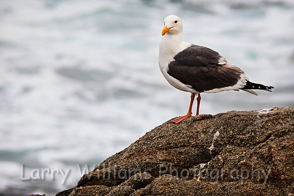 California Gull on Rock - _MG_0728