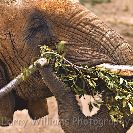 African Elephant - _MG_1949