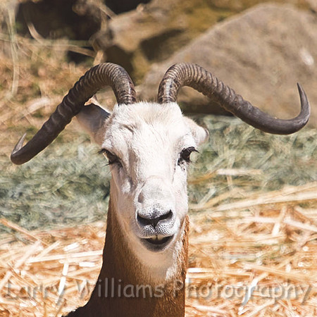 Adda (Drama) Gazelle - _MG_1971