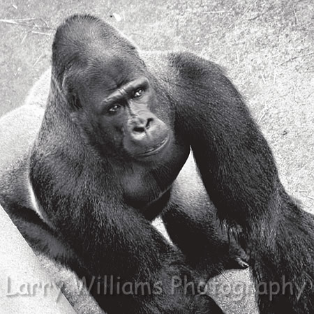 Silverback Western Lowland Gorilla - _MG_2137
