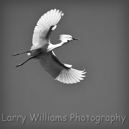 Snowy Egret - _MG_1284