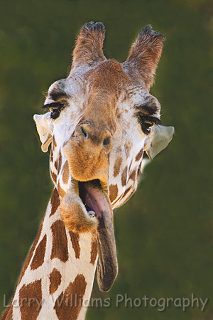 Reticulated Giraffe - _MG_1982