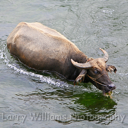 Water Buffalo - _MG_1173