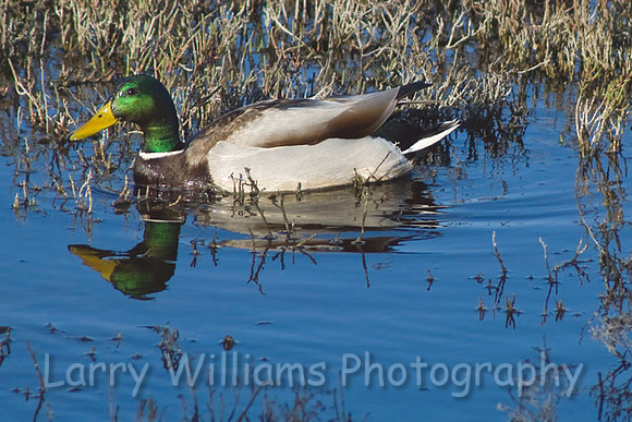 Mallard Duck - IMG_1604