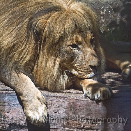 African Lion - _MG_2211