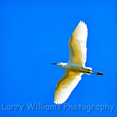 Snowy Egret - _MG_1282