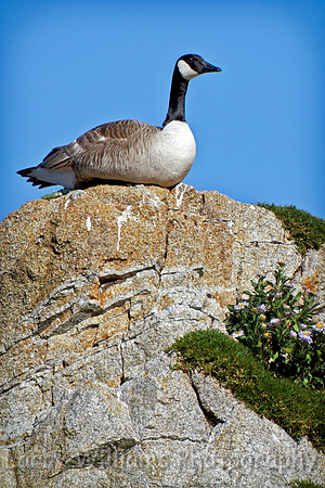 Duck on Rock - Pacific Grove - _MG_1010