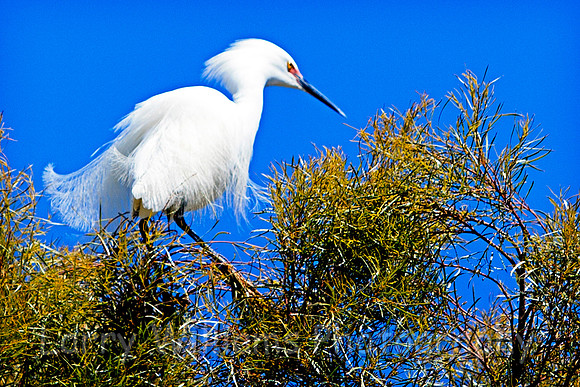 Snowy Egret - _MG_1264