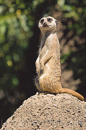 Slender-Tailed Meerkat - _MG_1956