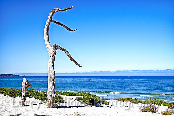 Carmel By The Sea - _MG_1018