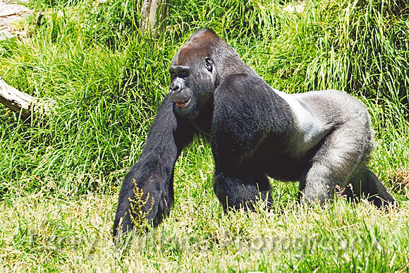 Silver Back Western Lowland Gorilla - _MG_2133