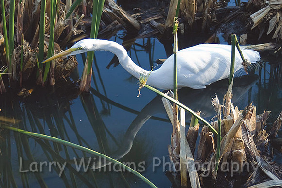 Egret - _IMG_0746