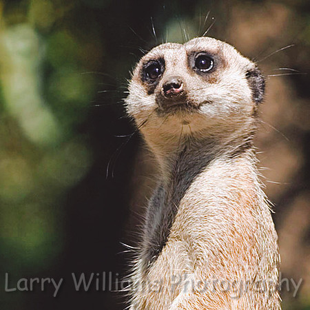 Slender-Tailed Meerkat - 2 - _MG_1956