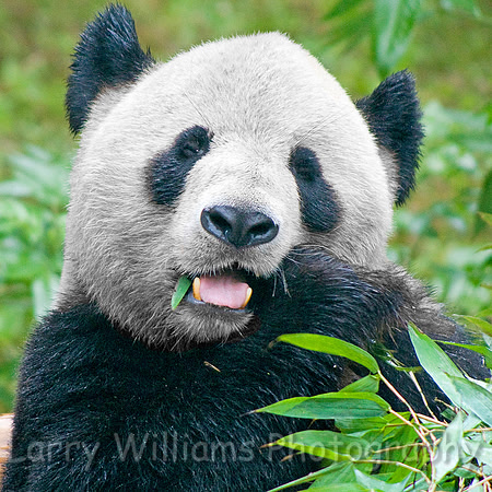 Panda Bear - _MG_0725