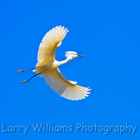 Snowy Egret - _MG_1284