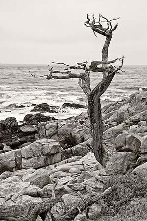 Monterey CA Coastline - _MG_0834