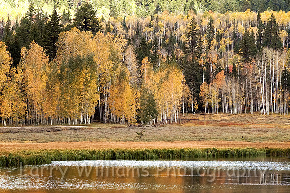 Aspen Grove - _MG_7293