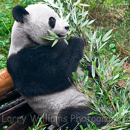 Panda Bear - _MG_0718