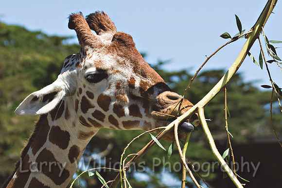 Reticulated Giraffe - _MG_2057
